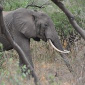  Lake Manyara, TZ